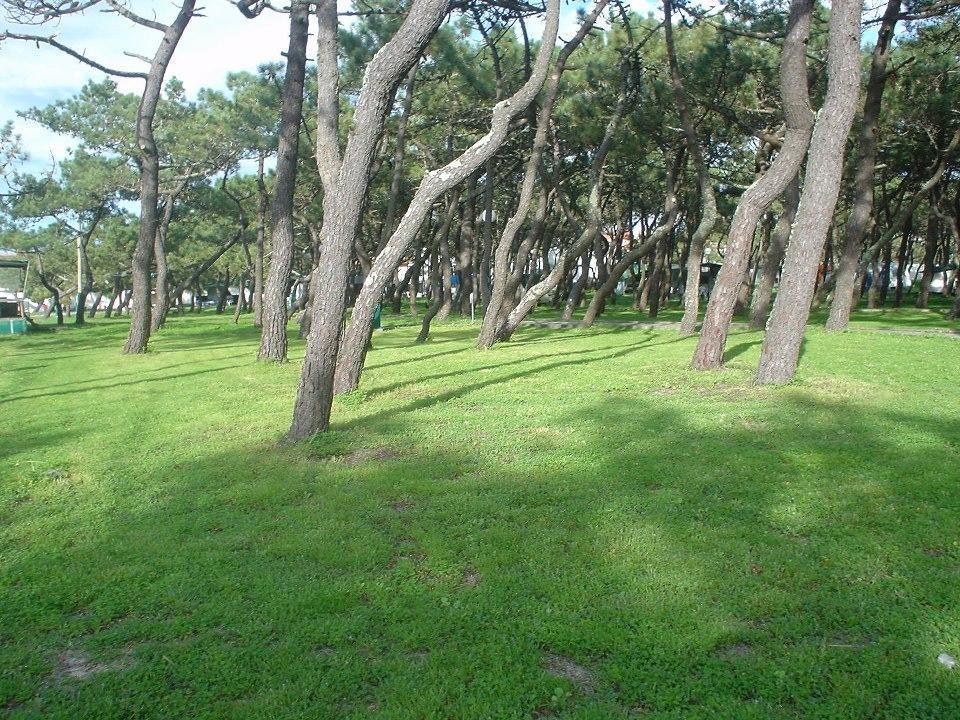 Parque de Campismo da Praia da Barra Gafanha da Nazaré Exterior foto